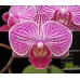 Орхидея 2 ветки (Younghome)